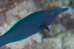 BD-120424-Marsa-Alam-6313-Gomphosus-caeruleus.-Lacepède.-1801-[Green-birdmouth-wrasse].jpg